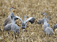 Sandhill Cranes 3615